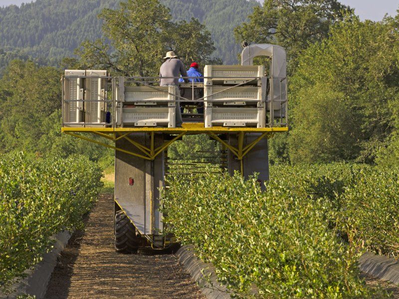 Blueberry disorders and diseases